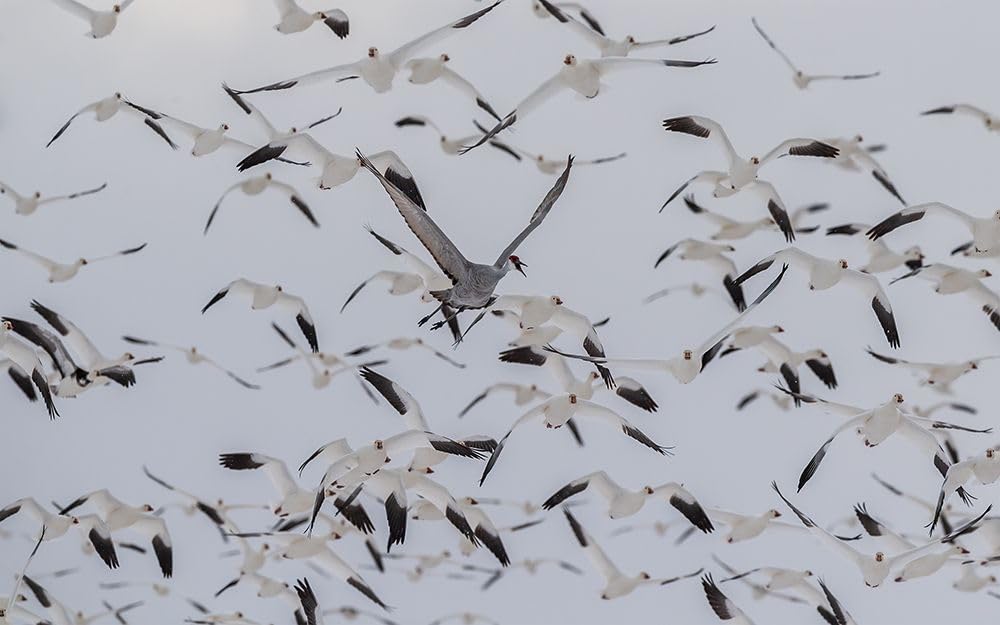 Untitled Poster Print - Qingsong Wang (24 x 15)