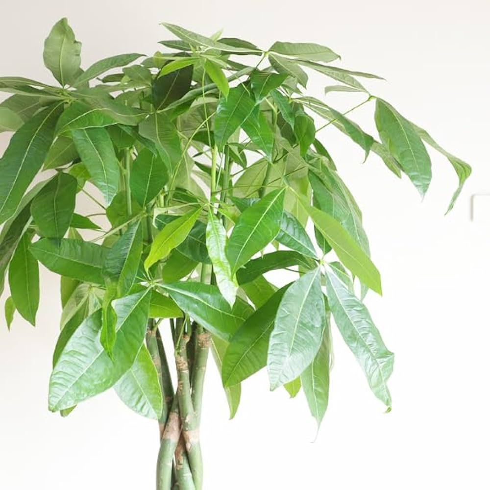 Amazon｜パキラ 10号 大鉢 観葉植物 インテリア 大型 大きい