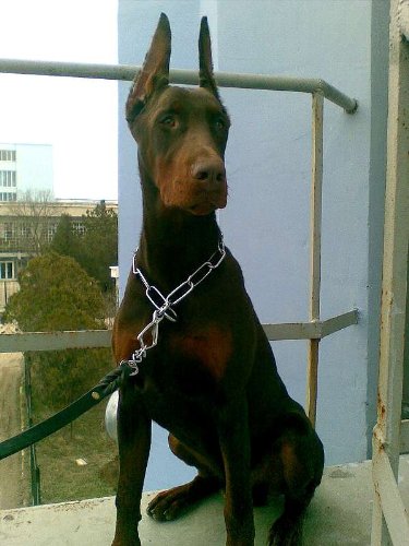 Dean & Tyler "Sprenger Large Fur Saver" Long Link FUR Saver DOG Collar Made of Stainless Steel - Size 64cm By 4mm - Herm Sprenger Original - This FUR Saver Recommended By VDH Member of F.c.i. - Different Size Available.