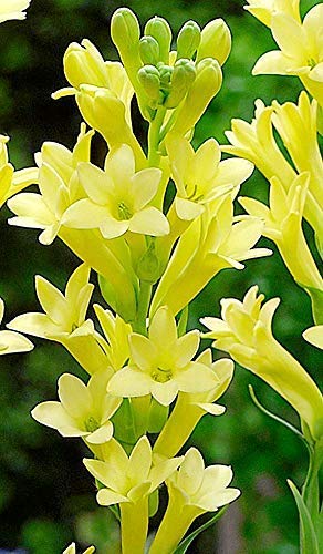 See full amazon price history chart for Greenursery - Imported Yellow Tuberose Flower(Rajanigandha Yellow Flower) Live Plant Bulb Greenursery - Imported Yellow Tuberose Flower(Rajanigandha Yellow Flower) Live Plant Bulb (B08X4FXS2P) Amazon Price History, Amazon Price Tracker