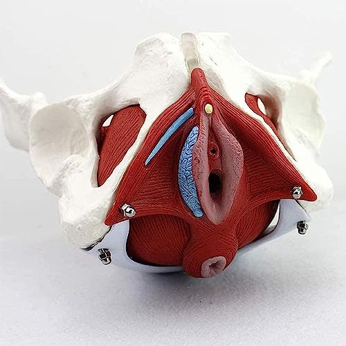 Pelvis féminin médical en taille réelle pour équiper un cabinet de gynécologie