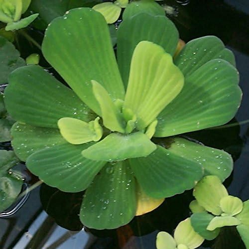 Water Lettuce + Water Hyancinth Bundle - Floating Live Pond Plants