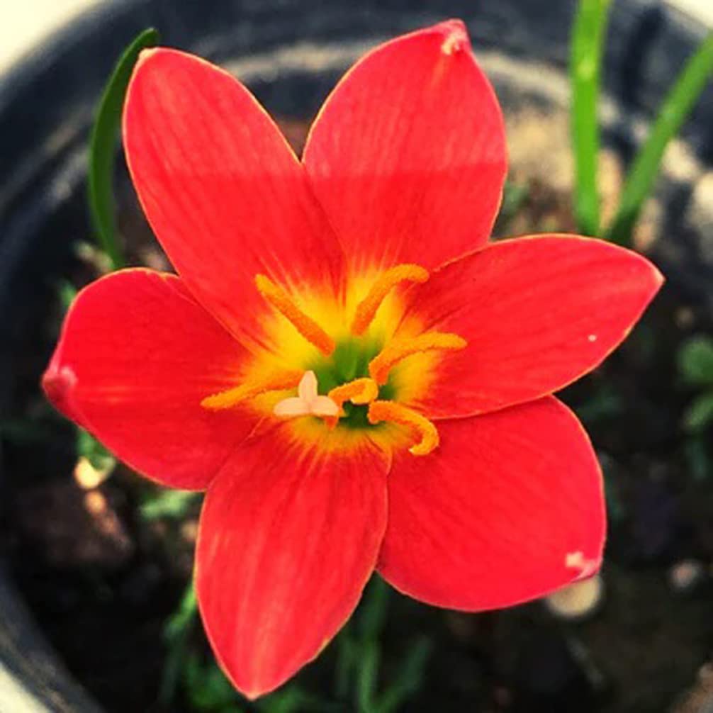Pride of Singapore Zephyranthes Red Rain Lily Flower Bulb (Pack of 2 Bulb)-image-9