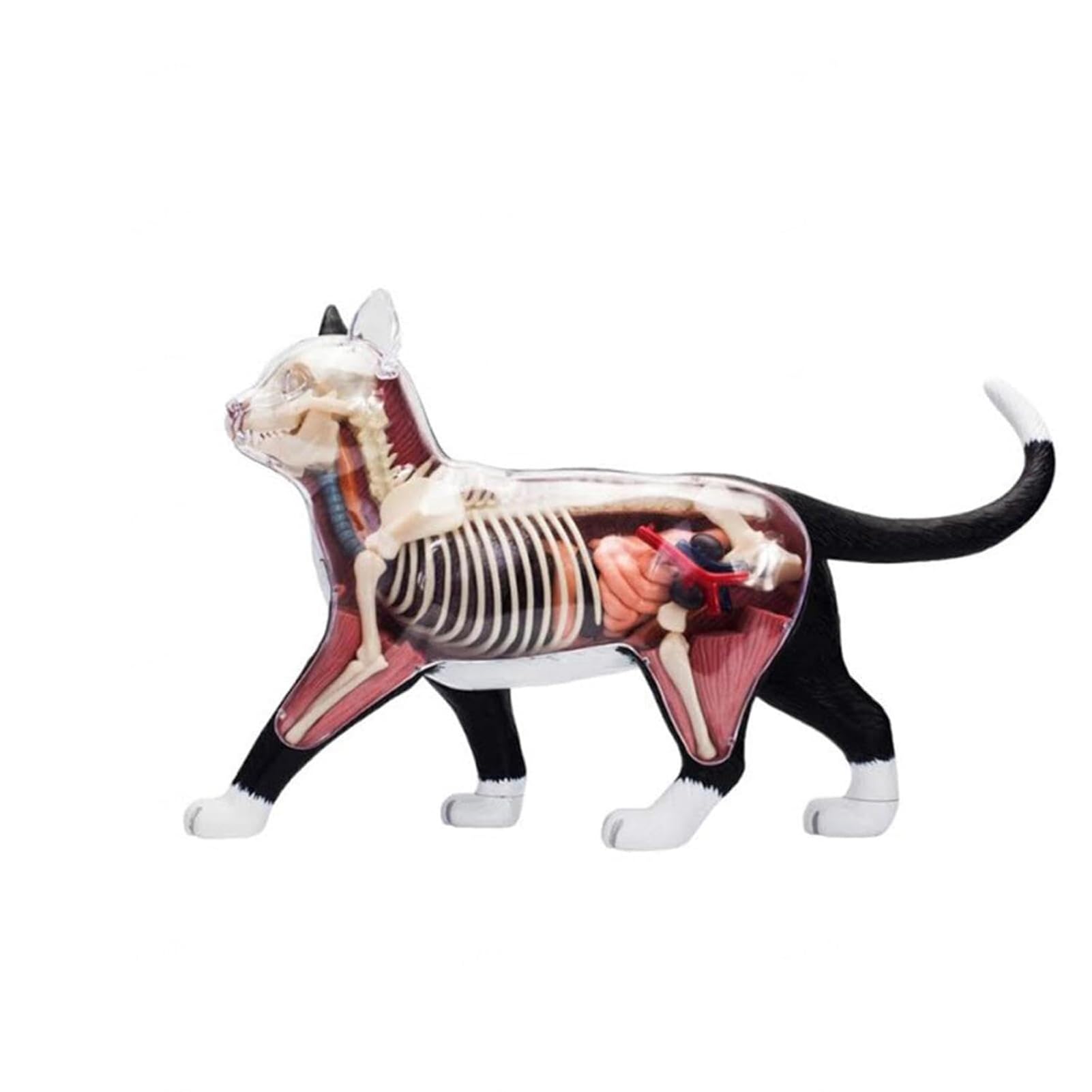Genérico Modelo de Anatomía de Gato 4D, 28 Partes para Demostración de Enseñanza Animal, Modelo de Anatomía de Gato, Herramienta de Entrenamiento Veterinario para Demostración de Enseñanza