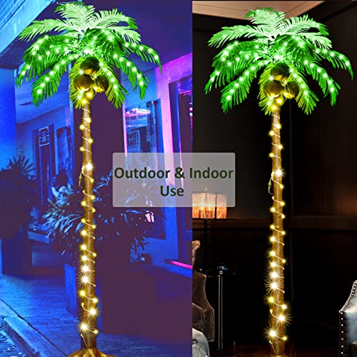 Reviews y listado de Palmera coco plumoso precio disponible en línea para comprar. 6 Imagen adicional