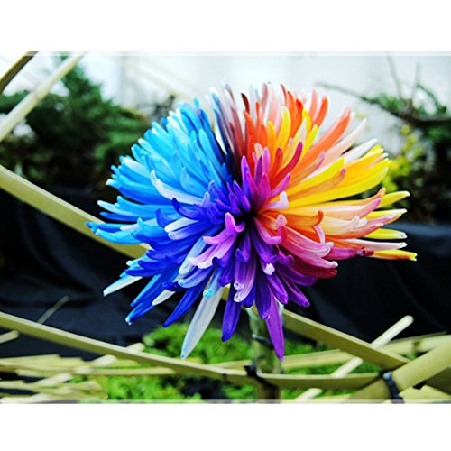 SKAISK Semillas de crisantemo del Arco Iris, 100 Piezas Paquete de Semillas de Flores delicadas de Colores para la decoración de plantación de Jardines en el jardín