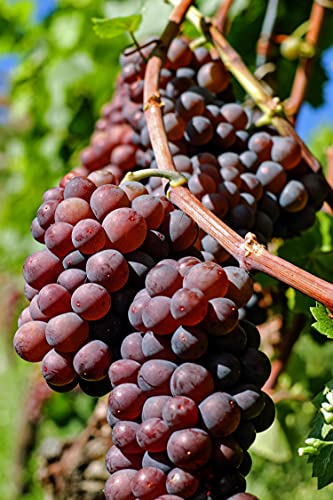 Pianta di Vite pianta di uva vigna da tavola pianta di uva innestata pianta vera di vite venduta da eGarden.store (Cardinal)