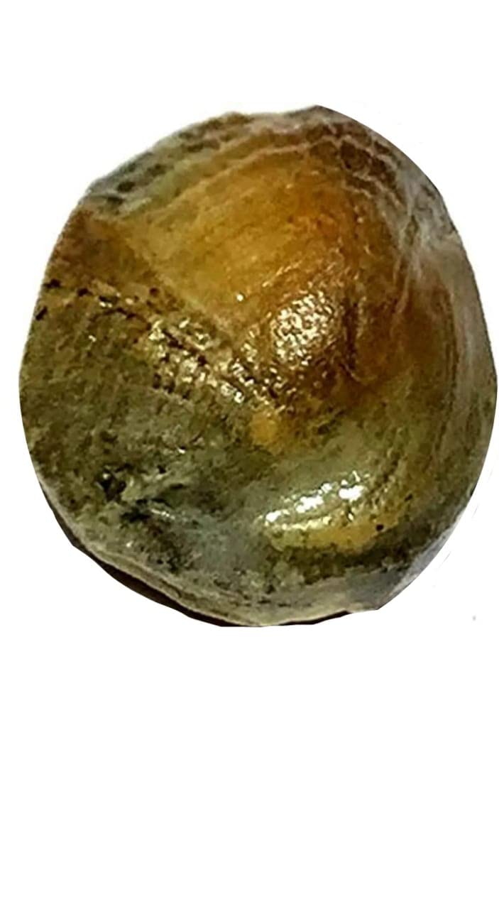 See full amazon price history chart for Vighnaharta Ganesh Very Very Rare 5.50CT MACH MANI(SEA STONE 1 GRAM) with Lab Certificate Vighnaharta Ganesh Very Very Rare 5.50CT MACH MANI(SEA STONE 1 GRAM) with Lab Certificate (B0BZF9HKMV) Amazon Price History, Amazon Price Tracker