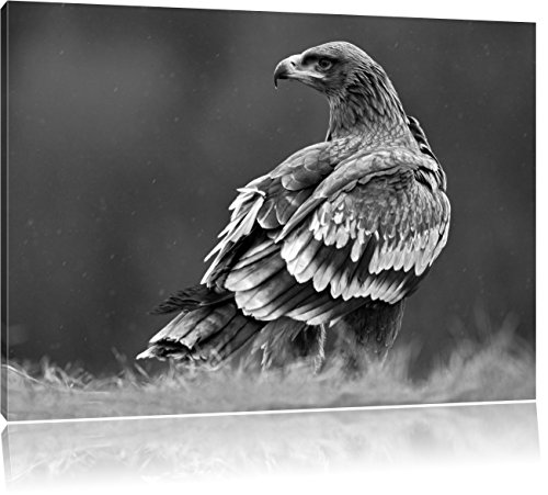 Never Back Down 2 Ganzer Film Deutsch