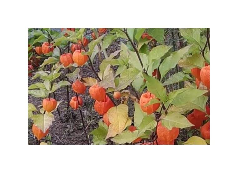 Graines Renealmia Thyrsoidea – Plante Vivace Tropicale – Lot De 10 Graines – Gingembre Ornemental