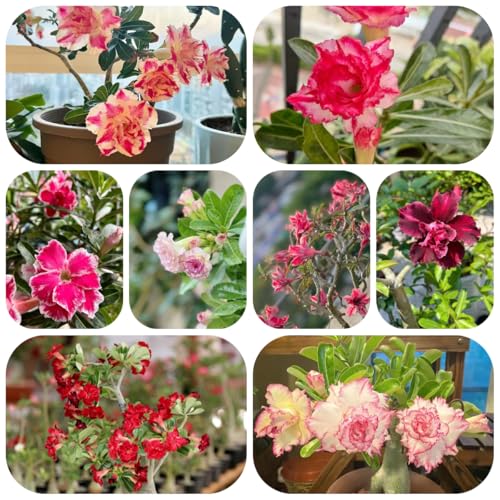 Semillas de la planta rosa del desierto semillas de flores silvestres planta decorativa para balcones plantas en macetas resistentes semillas de plantas semillas de jardín jardín 10pcs