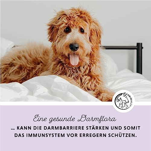 Annimally Hunde & Katzen Darmkur Pulver 250g I Darmsanierung Hund Katze Probiotika und Präbiotika zum Darmflora aufbauen - Ideal als Darmaufbau bei Durchfall, nach Wurmkur oder Magen Darm Infekt