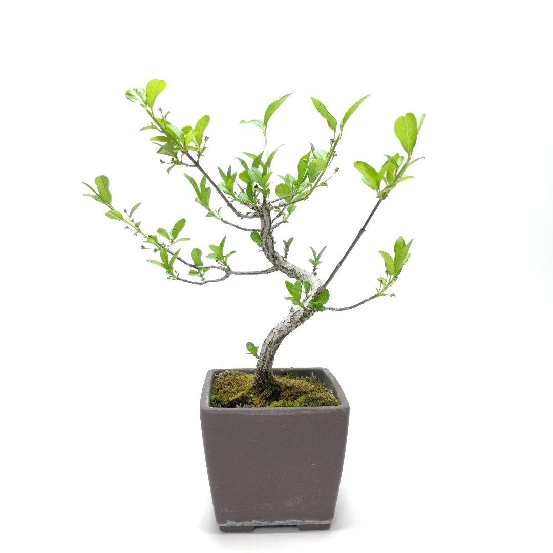 Amazon｜真弓(マユミ)盆栽 SS027｜観葉植物 オンライン通販