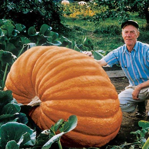 Golden Hills Farm® (AVG 50-500) seeds vegetable Pumpkin-seeds-Atlantic-giant-Ukraine-Heirloom (B084H92M5Q) Amazon Price History, Amazon Price Tracker