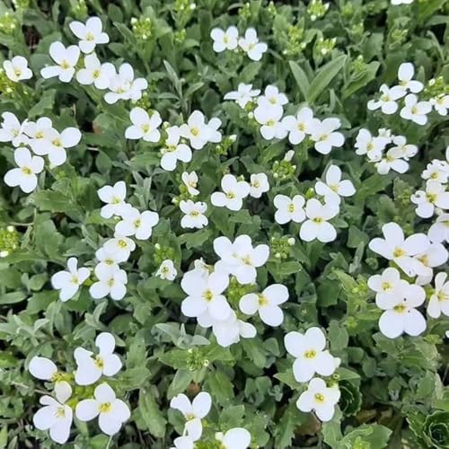 semillas de tapizante de cojín azul, jardín, orgánicas, balcon, para parterres 350pcs