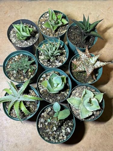 多肉植物ミニ株10種セット(ドルステニア フォエチダ、アガベ、アロエ、ディッキア、サンスベリア、ハオ