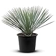 Tropictrees Yucca-Palme