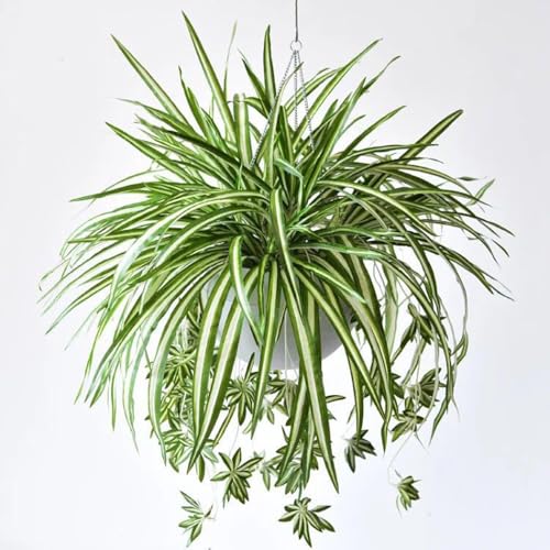 3 Packs Artificial Spider Plant, Silk Faux Chlorophytum Comosum Fake