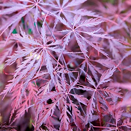 3 Gallon Tamukeyama Japanese Maple Tree #TOP1