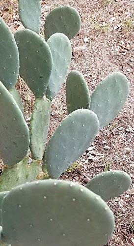 PLAT FIRM Germinación de Las Semillas: sin Espinas Cactus del Higo chumbo (5 Almohadillas)