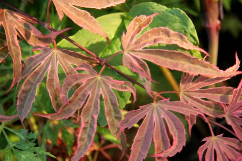 Shirazz Japanese Maple - Cream And Pink Variegation 3 - Year Live Plant #TOP5