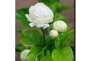 Set 2 Grand Duke of Tuscany Jasmine Live Plants - Fragrant Jasmine Houseplants