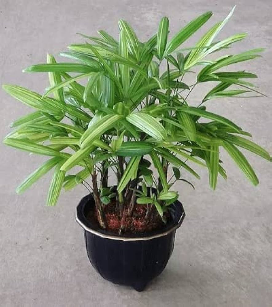 Amazon.co.jp: 観音竹 綾錦/カンノンチク（8.5～9号） : ホーム