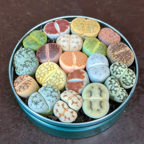 Lithops Large Random Mix Living Stones Succulent Plants Live | 10 Pcs Live Lithops Seedlings | Bare Root Without Pot or Soil Suitable for Indoor or Outdoor Gardens & Office Use Friend Plant Lovers