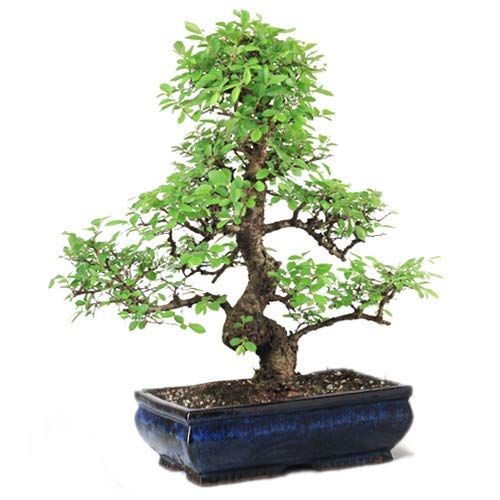 Bonsai Live Plant - 15 Years Old Ficus Bonsai Tree with Nebari Roots, Unique Trained Bonsai Plants for Home Indoor, Real Bonsai Tree, Bonsai Plant Gifting | Height: 50 cm-image-39