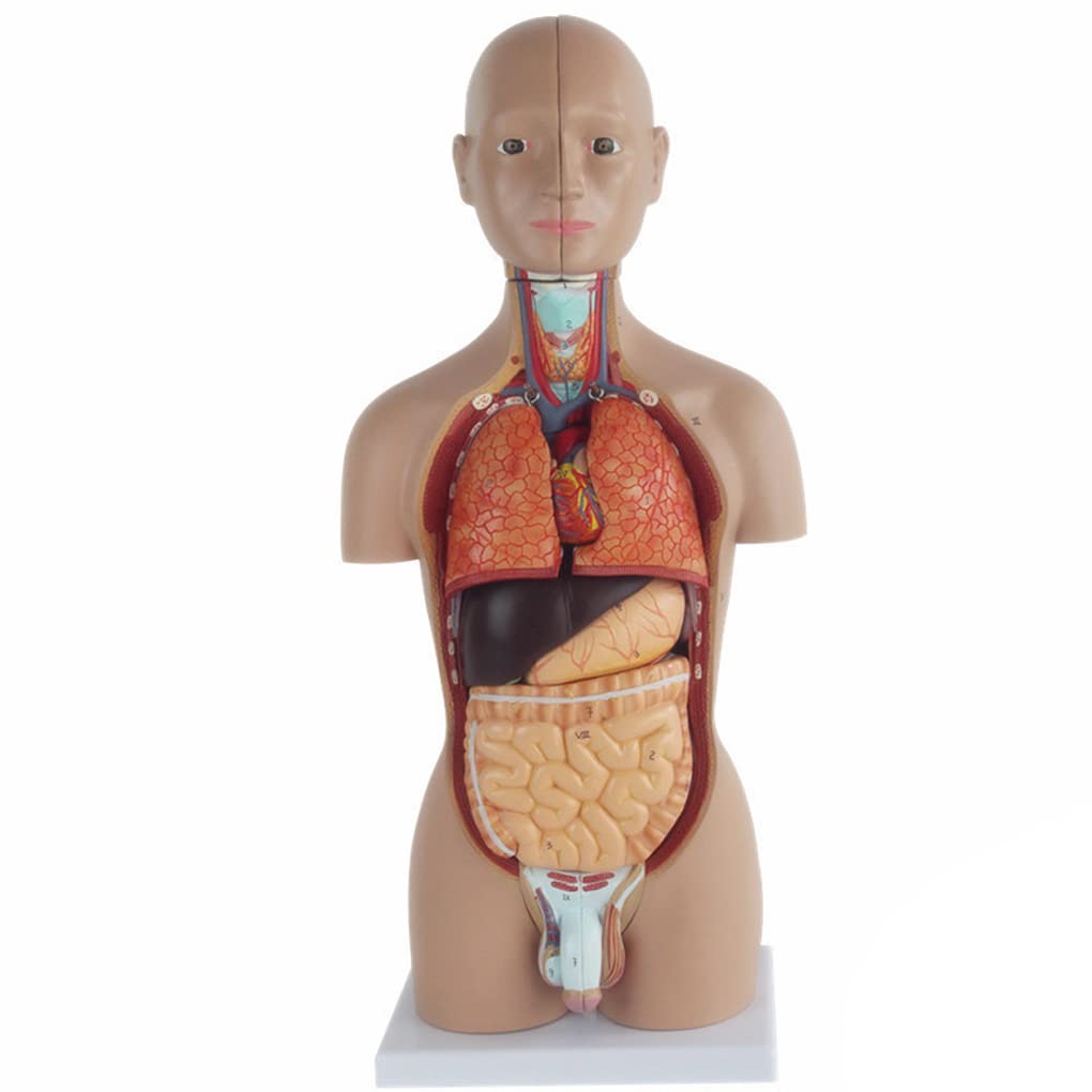 Amazon.co.jp: 人間の胴体モデル50Cm体の解剖学モデル16パーツ取り外し