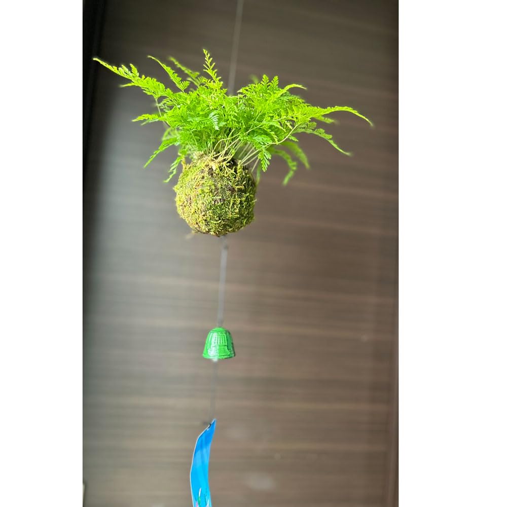 Amazon｜涼しげな葉を茂らせ、夏の風情感じる つりしのぶ（セイヨウ