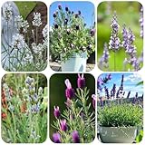 semillas de lavanda perennes resistentes cubierta vegetal perenne resistente semillas de lavanda flores balcón jardín hierbas hierbas medicinales, plantas interior flores primavera, 130pcs