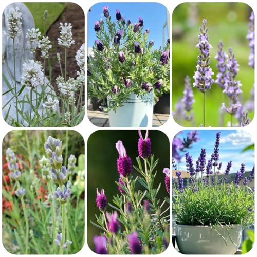 semillas de lavanda perennes resistentes cubierta perenne resistente semillas de lavanda balcón jardín medicinales, interior primavera, 130pcs