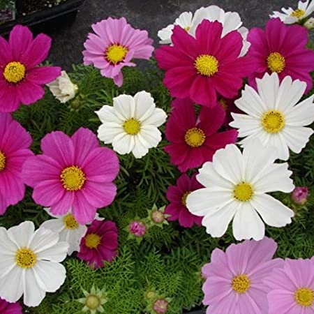 Biocarve Cosmos bipinnates Dwarf Sensations Mixed Seeds For Home, Balcony, Terrace, Gardening | Outdoor Garden Flowers Seed- Pack of 100 (B0B3RJW11V) Amazon Price History, Amazon Price Tracker