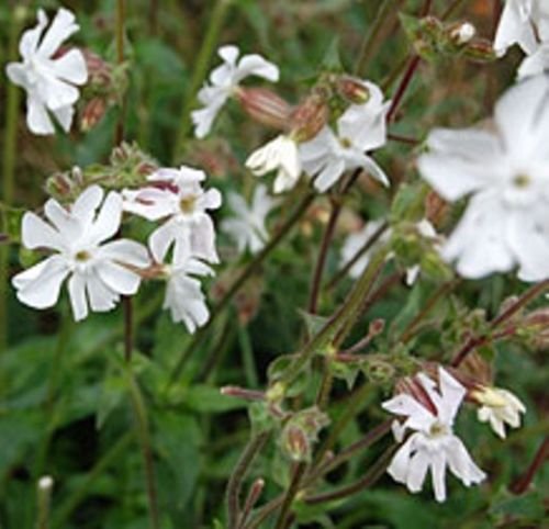 Herb Seeds - Campion White - 1000 Seeds by Wafer