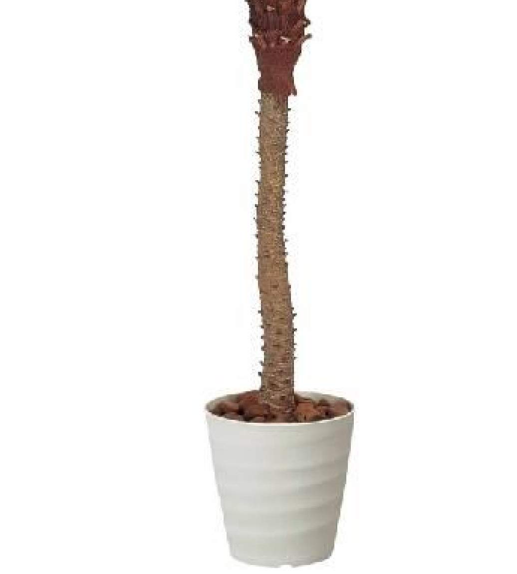 Amazon｜《アートグリーン》《人工観葉植物》光触媒 光の楽園
