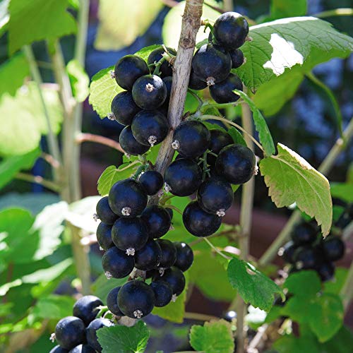 Blackcurrant Fruit Hardy Shrub Garden Plant Sweet Fruit 'Big Ben' 1 x Bare Root by Thompson and Morgan (1)