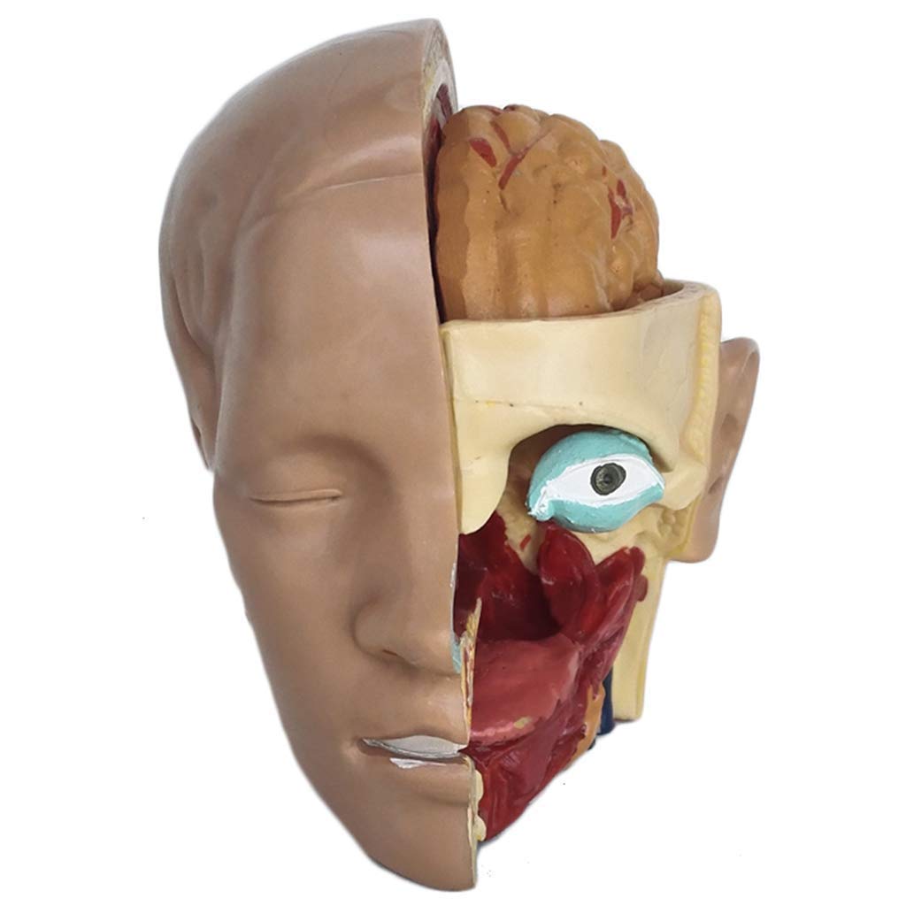 Modelo De Anatomía, Modelo De Anatomía del Cráneo, Modelo De Anatomía Humana, Modelo De Anatomía Arterial De La Cabeza, Libro De Texto De Secundaria