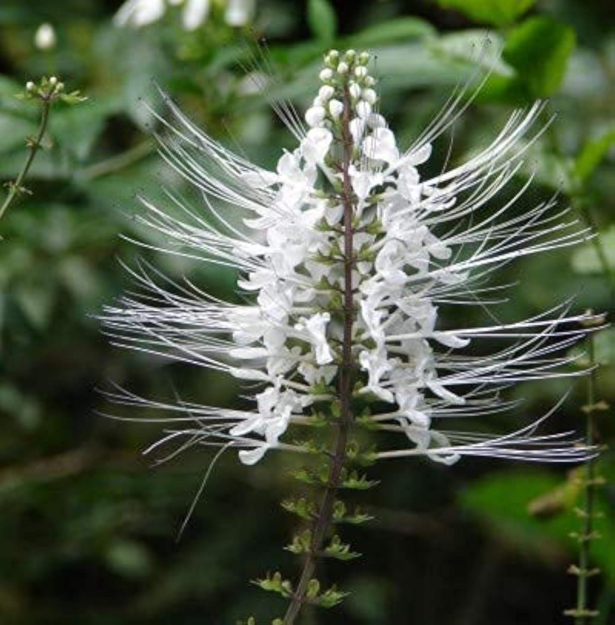 Poonai Meesai Powder, 100g, Cat Whiskers Plant