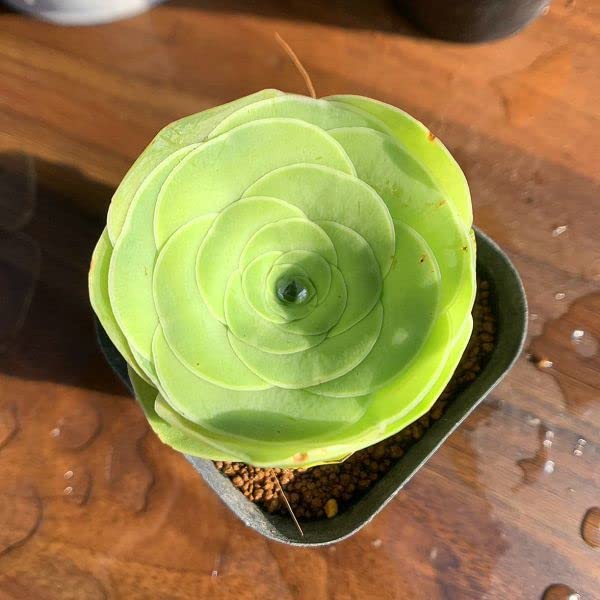 Amazon.co.jp: 多肉植物 農園直売多肉植物グリーノビア属オーレア 酒盃