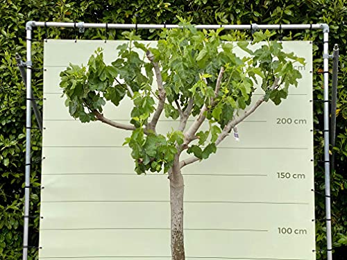 VIJGENBOOM STAMOMVANG 30-40 CM, ZOETE GROENE VIJG. 250 CM - Afbeelding 4