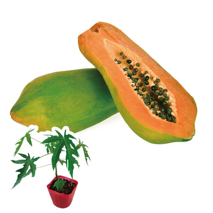 Amazon.co.jp: 青パパイヤ 苗 レッドバレル 10.5cmポット 野菜
