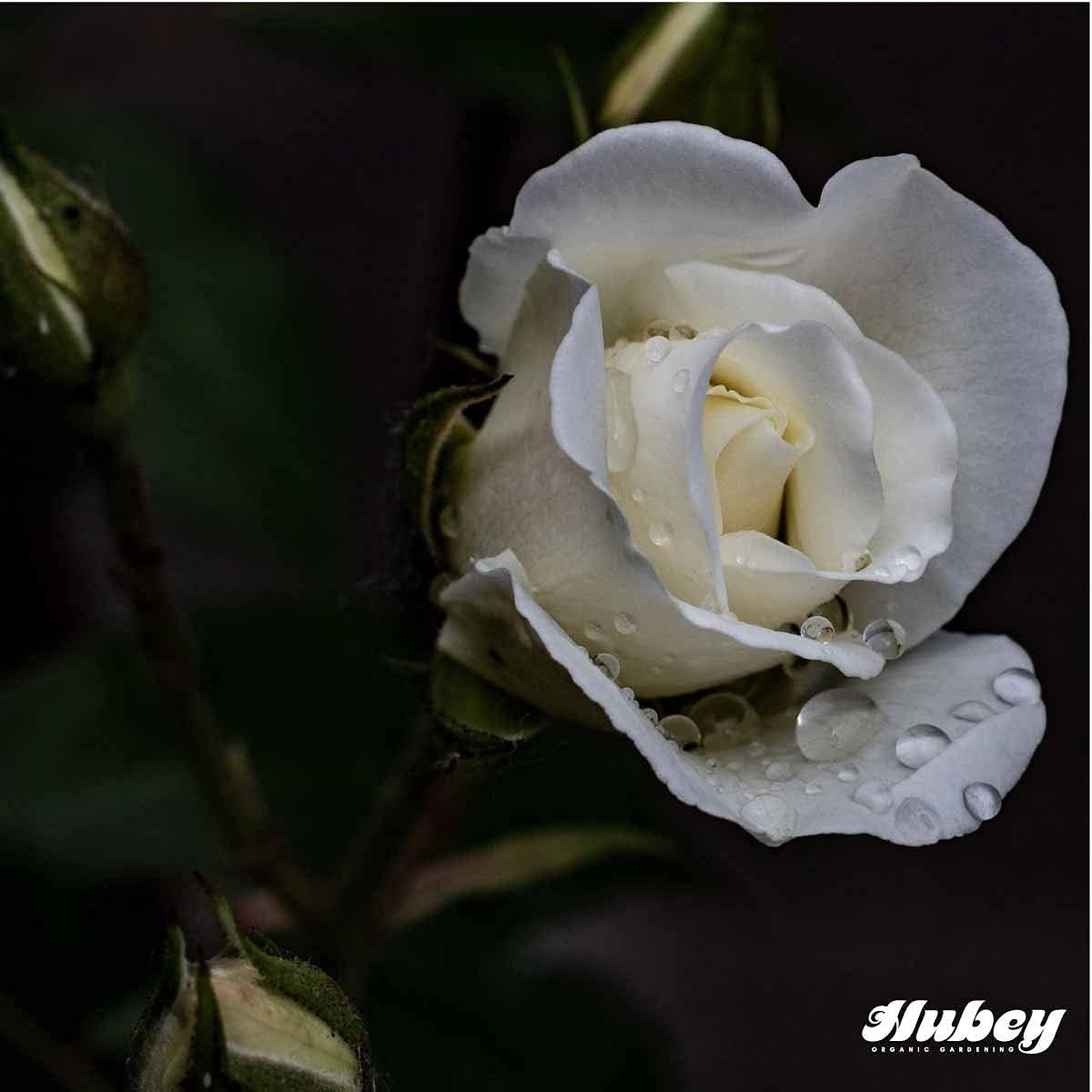 Hubey Seau de fumier de cheval - Engrais biologique pour fleurs - Engrais organique - Engrais naturel biologique - Engrais universel (6 Kg)