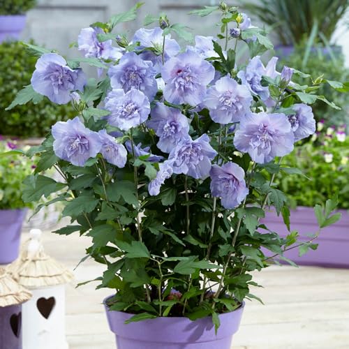 YouGarden - 1 x Hibiscus Blue Chiffon in a 9cm Pot