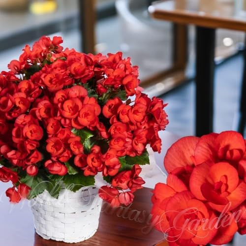 豪華薔薇咲きベゴニア鉢花