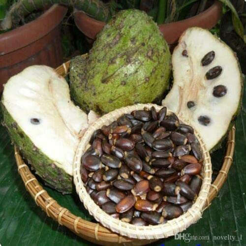 Annona Muricata Seeds (Guanabana, Soursop, Graviola) 10 Seeds:Seeds Only