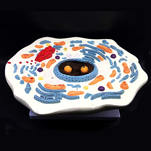 20000X Enlarged Animal Cell Model Anatomically Accurate Cell Model Anatomy for Science Classroom Study Display Teaching Medical Model