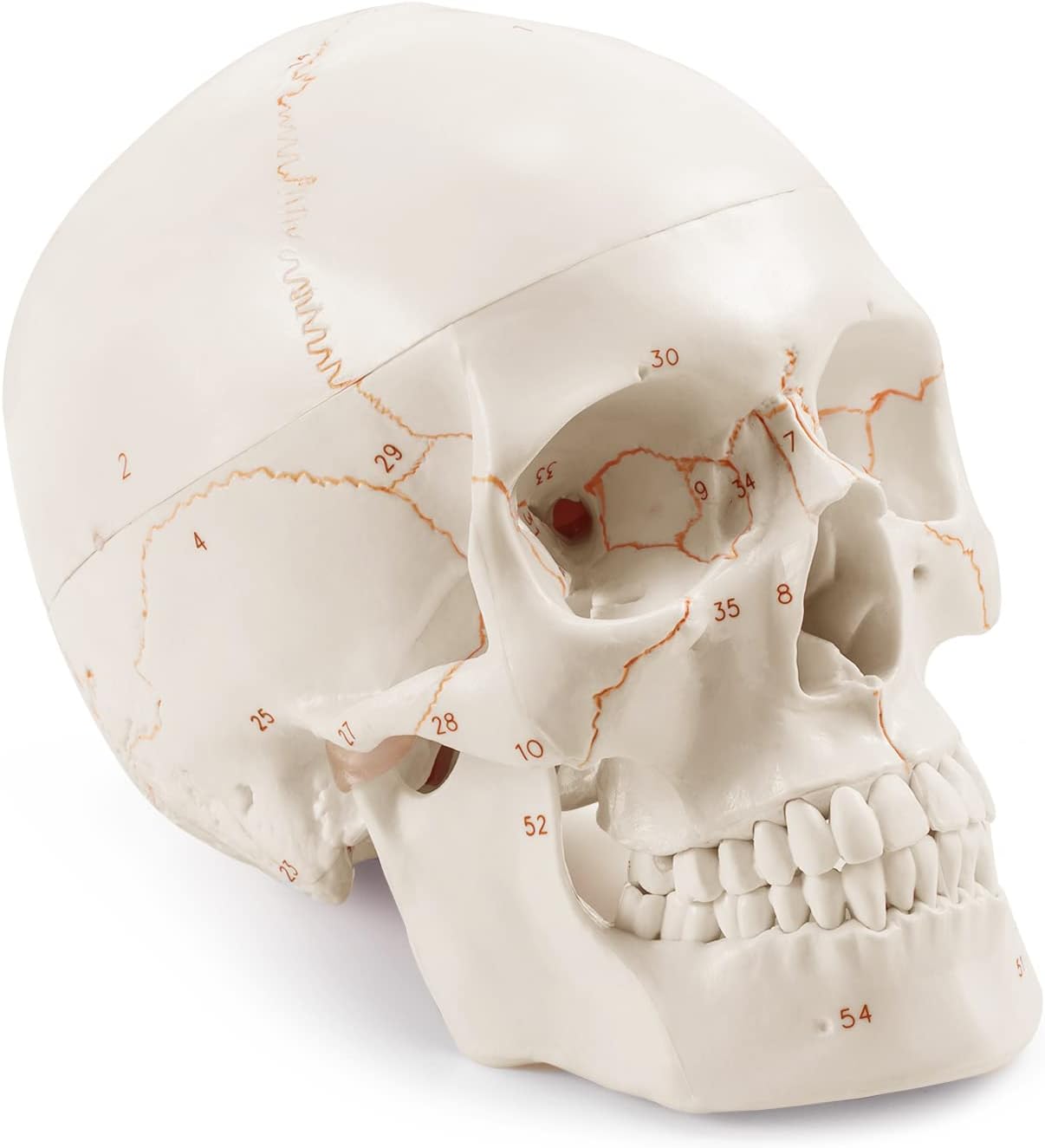 Upgraded Life Size Human Head Skull Anatomical Model with Laser-Etched Fonts Not Hand Write Number, Not Smudged for Medical Student Human Anatomy Study Course