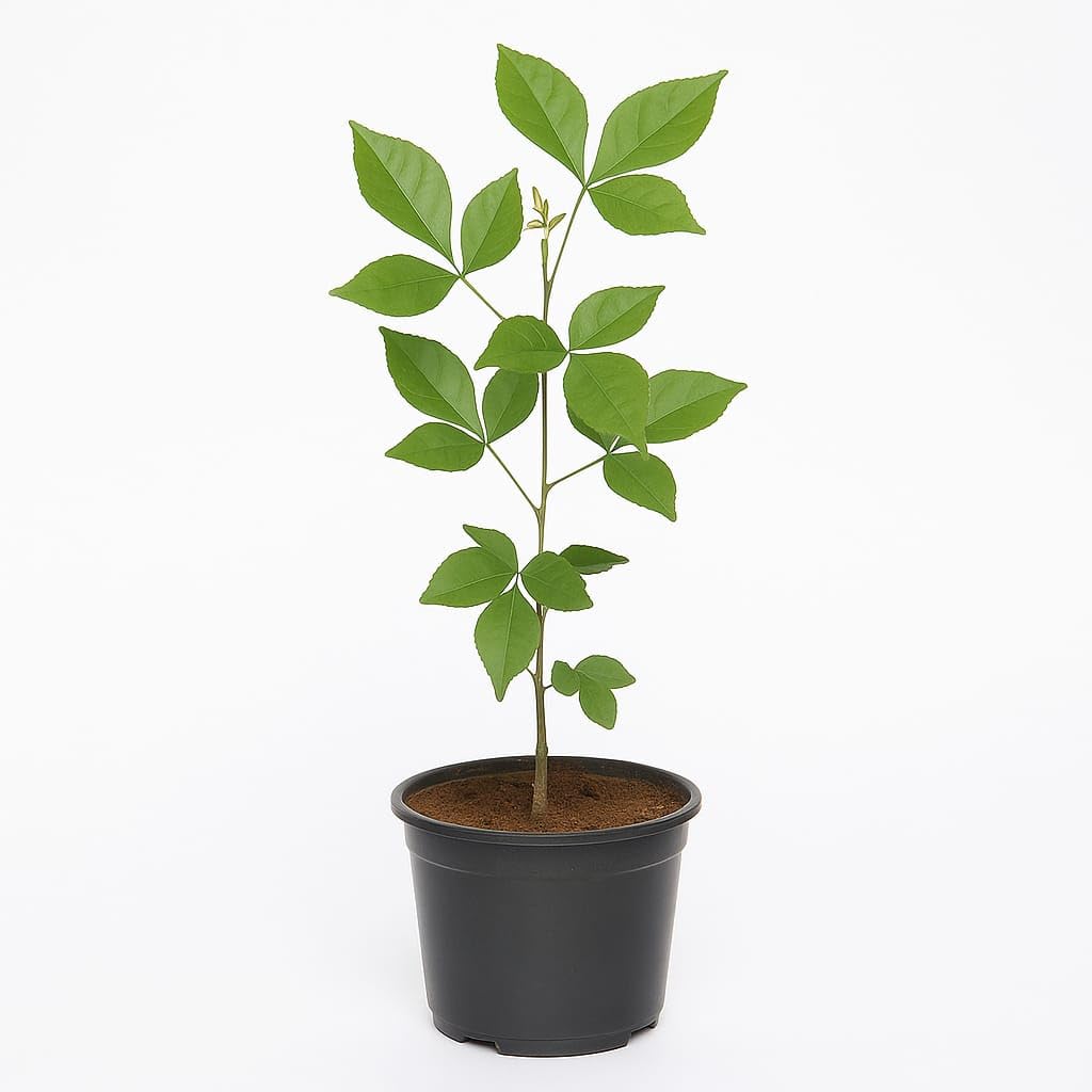 Bilva Patra Live Plant, Original Bael Tree for Pooja, Ayurveda and Outdoor Use, 4 Inch Pot, Pack of 1-image-47