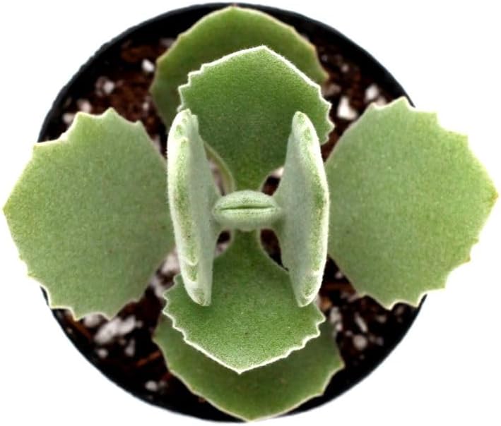 - Kalanchoe Millotii - Kalanchoe Kalamill Succulent